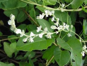 https://www.dongtayy.com/upload/caythuoc/images/m/fo-ti-root-polygonum-multiflorum.jpg