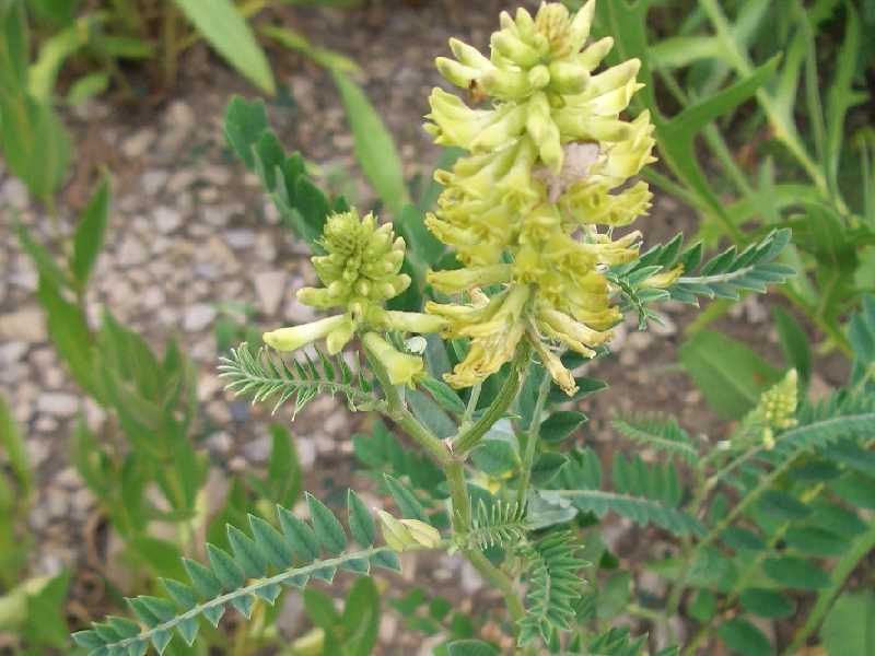 Cây Hoàng kỳ - Astragalus membranaceus. Công dụng và cách dùng