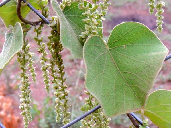 Cây Tiết dê lông, Hồ đằng lông, Mối tròn, Cây mối nắm - Cissampelos pareira. Công dụng và cách dùng chữa bệnh