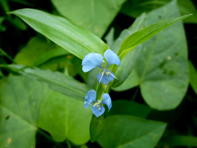 Cây Thài lài trắng, Rau trai - Commelina diffusa Burm. Công dụng và cách dùng Dược Liệu Thài lài trắng