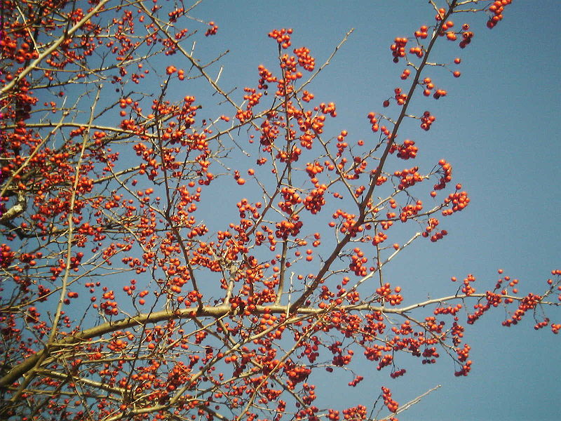 Vị thuốc Đông Y: Vị thuốc quý Sơn Tra, Crataegus pinnatifida