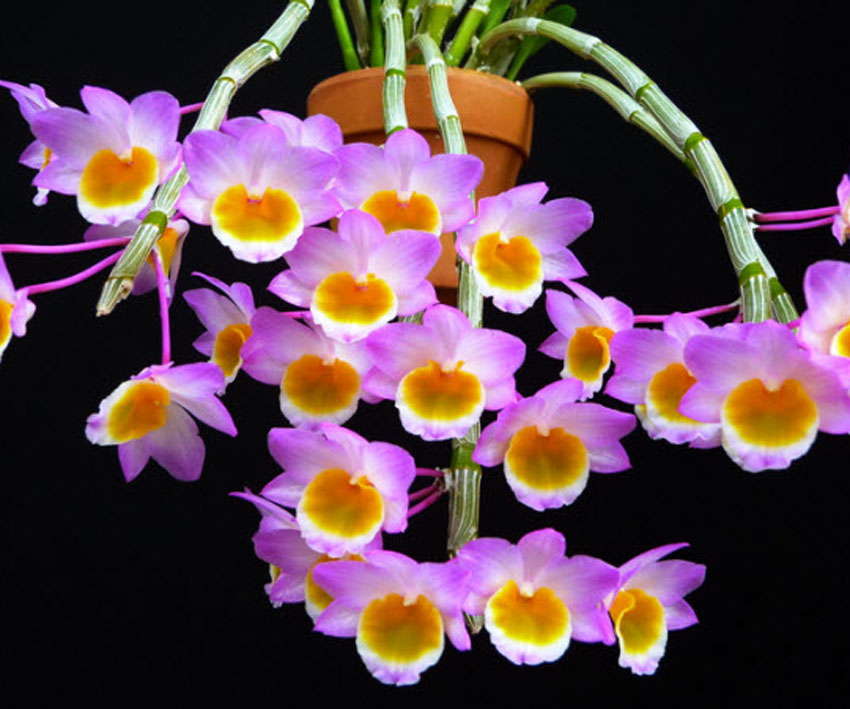 Cây Thạch hộc hoa hồng, Ngọc vạn sáp, Hoa tể thạch hộc, Ðại hoàng thảo - Dendrobium crepidatum Lindl.