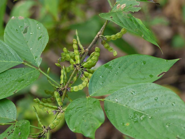 Cây Ba chẽ, Niễng đực, Ván đất, Ðậu bạc đầu - Dendrolobium triangulare, Công dụng và cách dùng