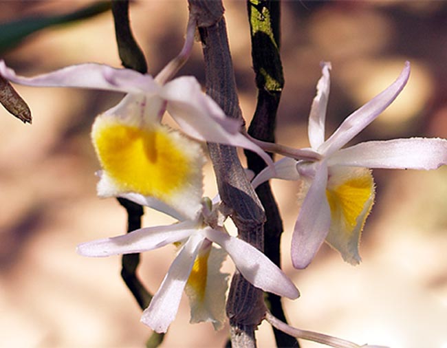 Cây Thạch hộc duyên dáng, Hoàn thảo thạch hộc - Dendrobium loddigesii Rolfe