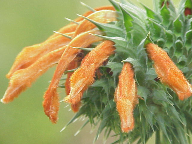 Cây Ích mẫu nam hay Sư nhĩ - Leonotis nepetaefolia. Công dụng và cách dùng