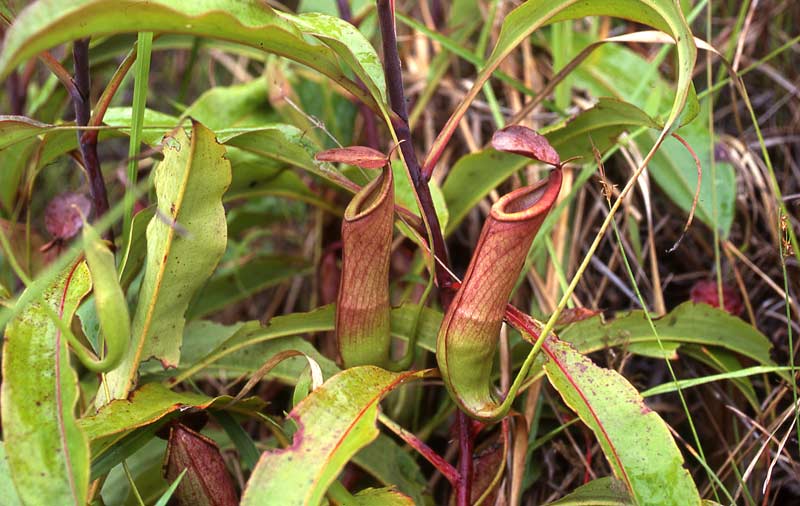 Cây Nắp ấm, Bình nước kỳ quan, Nepenthes mirabilis, Công dụng và tác dụng chữa bệnh của cây