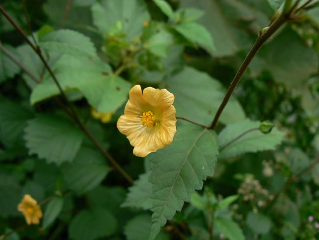 Cây Ké hoa vàng. Chổi đực, Ké đồng tiền - Sida rhombifolia L. Công dụng và cách dùng