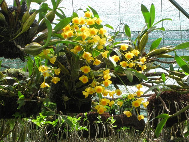 Thạch hộc dùi trống, Hoàng thảo kim điệp, Cổ chùy thạch hộc - Dendrobium chrysotoxum Lindl