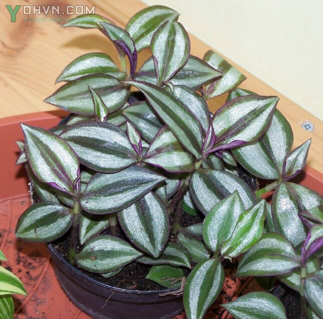 Cây Thài lài tía, Trai thài lài, Hồng trai - Tradescantia zebrina Hort. Công dụng và cách dùng