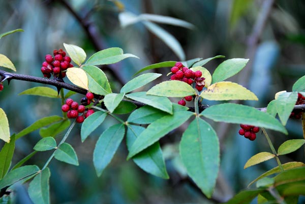 Cây Ðắng cay, Sẻn gai - Zanthoxylum planispinum Sieb, công dụng và cách dùng