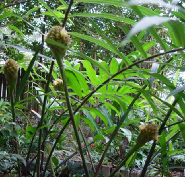 Cây Gừng lúa, ngải trặc - Zingiber gramineum Blume. Công dụng và cách dùng