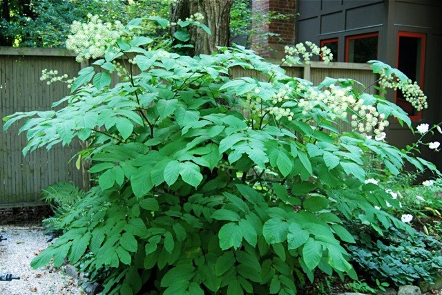 Cây Thổ đương quy, Ðộc hoạt - Aralia cordata Thunb, Công dụng và cách dùng