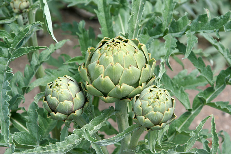 Cây Actisô - Cynara scolymus L