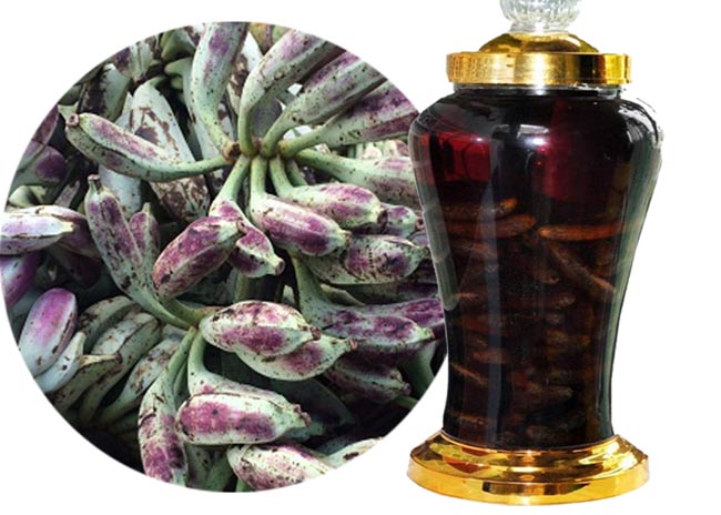 Cách ngâm rượu quả chuối hột rừng, Musa acuminata Colla