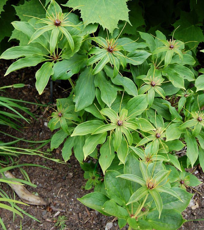 Cây Bảy lá một hoa, Paris polyphylla Sm var chinensis, Công dụng và tác dụng chữa bệnh
