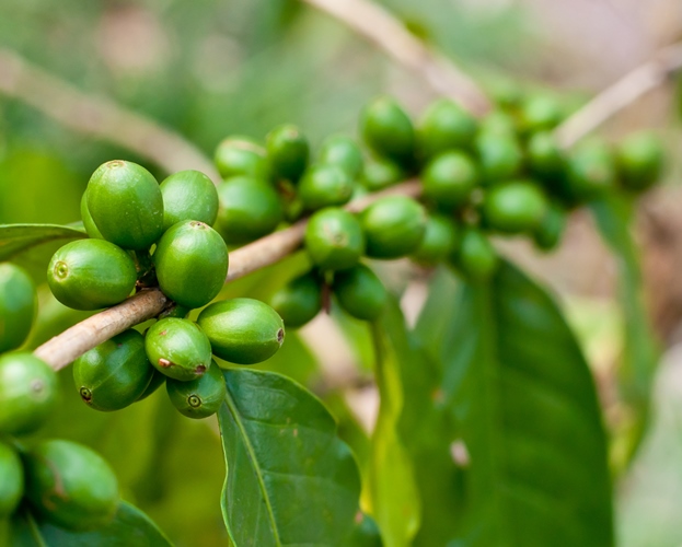 Phát hiện loại axit trong cà phê xanh có khả năng ức chế tế bào ung thư