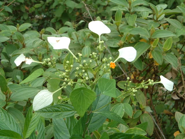 Cây Bướm bạc, Bươm bướm, Bứa chùa - Mussaenda pubescens Ait. Công dụng và tác dụng chữa bệnh của Bướm bạc