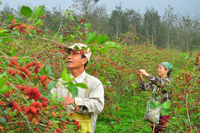 12 bài thuốc hay từ cây dâu tằm