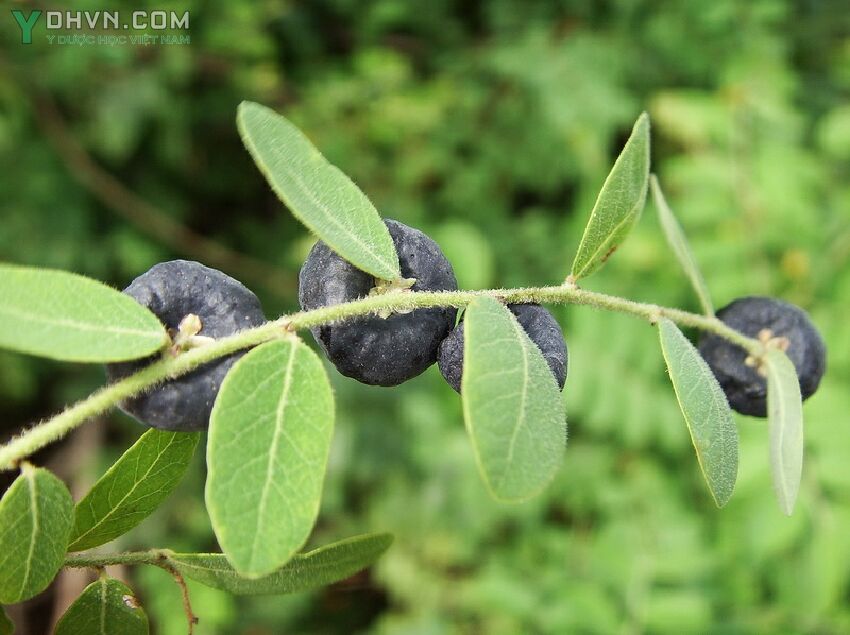 Cây Phèn đen, Phyllanthus reticulatus Poir,Công dụng và tác dụng chữa bệnh của cây