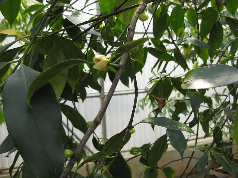 Công dụng, tác dụng của cây Tai chua - Garcinia cowa Roxb