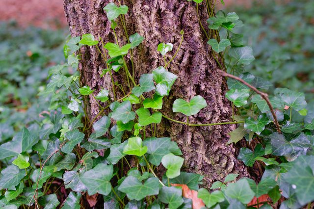 Cây Dây thường xuân - Hedera nepalensis, Công dụng chữa bệnh