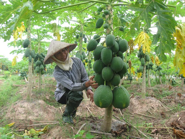 Cây đu đủ, lá đu đủ, quả đu đủ, hạt đu đủ, rễ và thân cây có tác dụng gì sử dụng thế nào cho tốt nhất