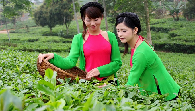 Vì sao uống chè ngon thì phải Thái Nguyên, gái đẹp thì phải ...