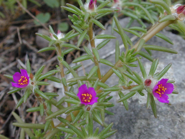 Cây Hoa mười giờ, Bông mười giờ - Portulaca pilosa L. Công dụng và tác dụng chữa bệnh