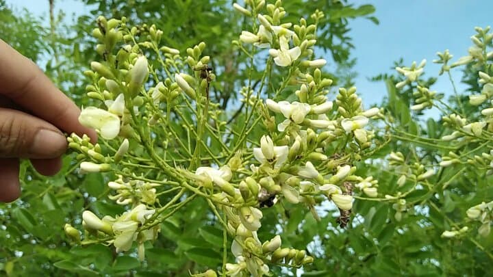 Dùng hoa phòng, chống bệnh trĩ