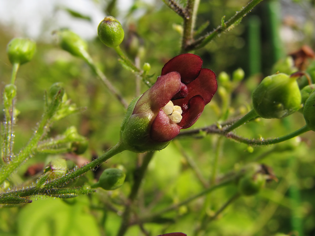 Kết quả hình ảnh cho Scrophularia ningpoensis