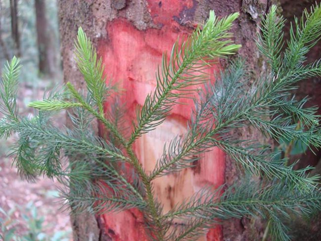 Cây Hoàng đàn giả, Thông vẩy - Dacrydium elatum. Công dụng và cách dùng