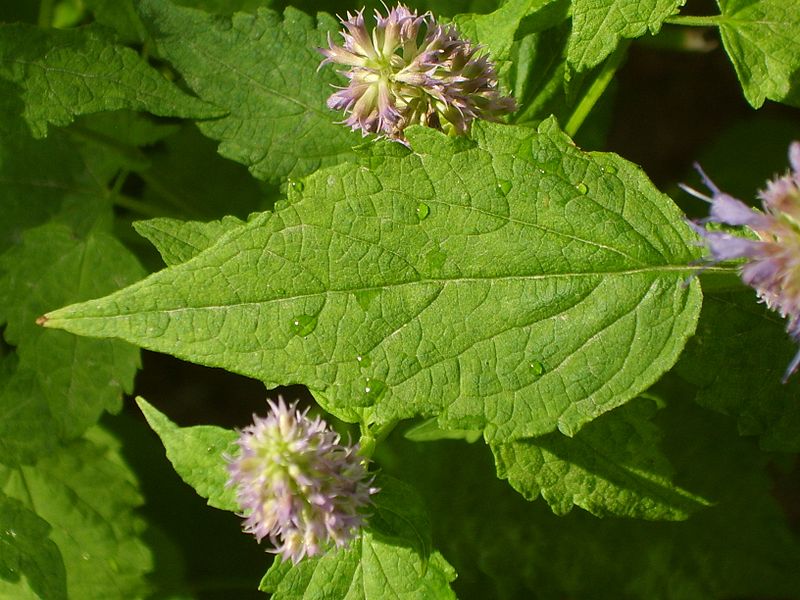 Cây Hoắc hương núi - Agastache rugosa. Công dụng và cách dùng