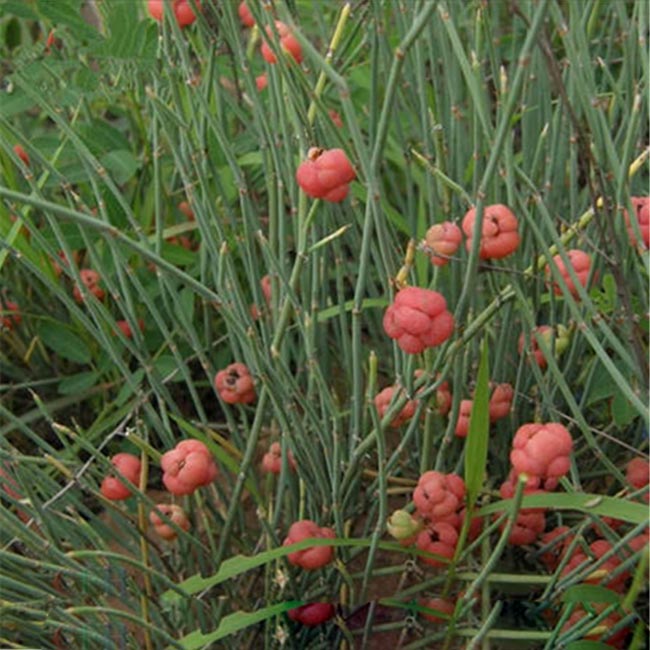 Cây Ma hoàng, Thảo ma hoàng - Ephedra sinica Stapf. Công dụng và cách dùng