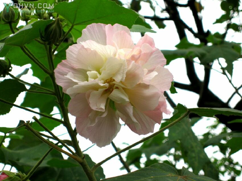 Cây Phù dung, Hibiscus mutabilis, Công dụng và tác dụng chữa bệnh của cây