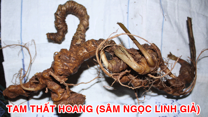 Sâm Ngọc Linh bị làm giả