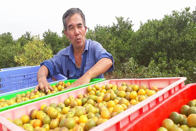 Trồng quất dược liệu sạch thu tiền tỉ mỗi năm tại Vụ Bản, Nam Định