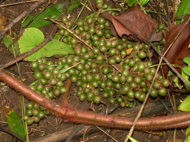 Sâm hồng hay Nho rừng - Ampelocissus martini Planch.