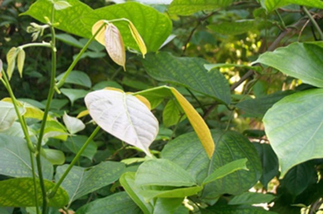 Spatholobus harmandii Gagnep.