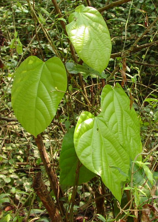 Hoàng đằng lá to, Sâm hai sóng - Cyclea bicristata (Griff.) Diels, thuộc họ Tiết dê - Menispermaceae.