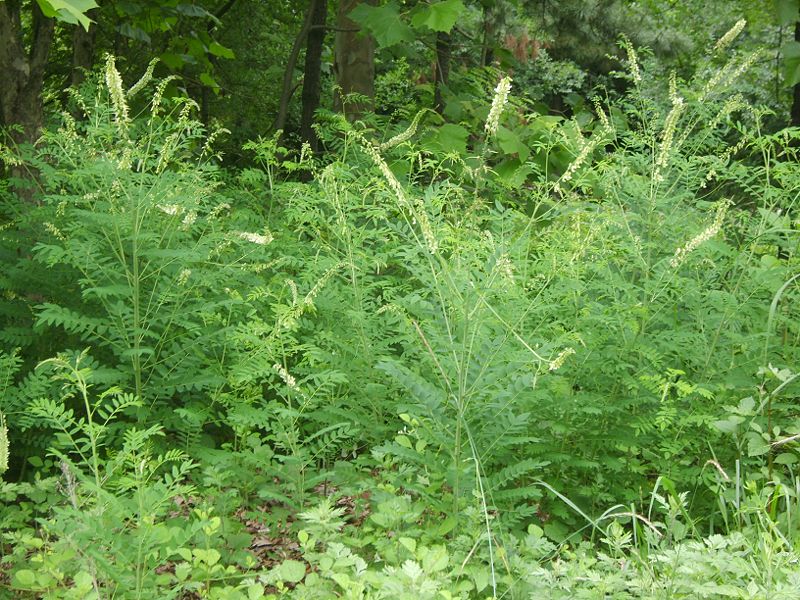 Khổ sâm, Dã hoè, Khổ cốt – Sophora flavescens Ait; thuộc họ Đậu - Fabaceae.