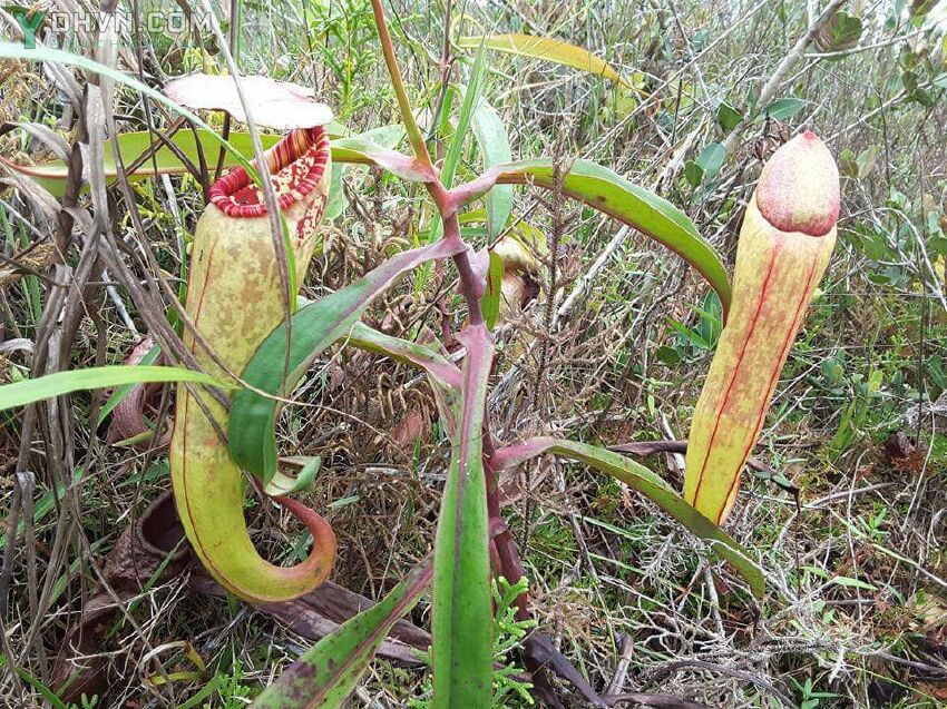 Nắp ấm, Bình nước kỳ quan - Nepenthes mirabilis (Lour.) Druce, thuộc họ Nắp ấm - Nepenthaceae.