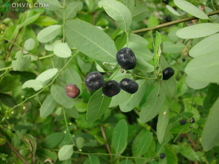 Phèn đen - Phyllanthus reticulatus Poir., thuộc họ Thầu dầu - Euphorbiaceae.