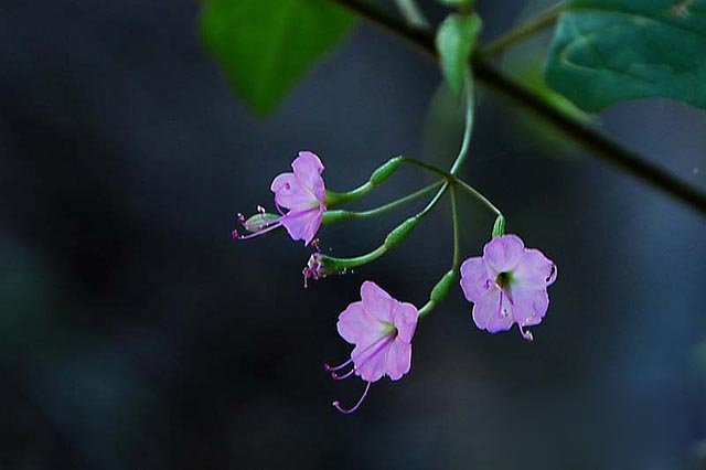 Boerhavia chinensis (L.) Asch. & Schw. : Nam sâm Trung quốc