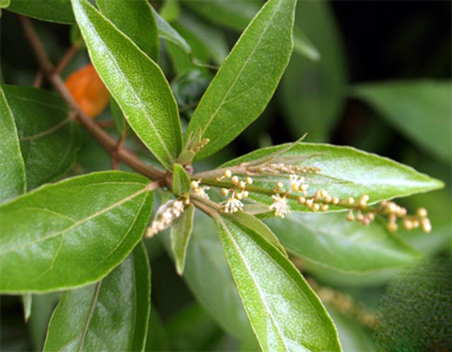 Khổ sâm Bắc bộ - Croton tonkinensis Gagnep., - thuộc họ Thầu dầu - Euphorbiaceae.