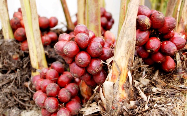 Thảo quả, Ðò ho - Amomum aromaticum Roxb. (A. tsao - ko Crévost et Lemarié), thuộc họ Gừng - Zingiberaceae.