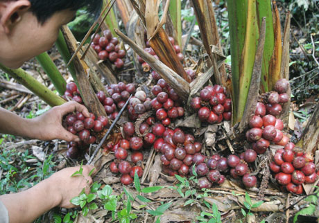 Thảo quả, Ðò ho - Amomum aromaticum Roxb. (A. tsao - ko Crévost et Lemarié), thuộc họ Gừng - Zingiberaceae.